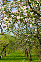 Apple blossom garden in spring. Spring bloom.