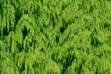 Green coniferous background. Callitropsis nootkatensis.