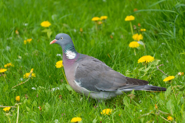 Wood pigeon in green grass among dandelions.