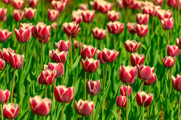 Many pink tulips in a flowerbed in the garden.