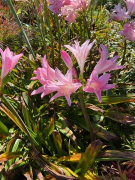 Pale pink flowers of a Crinodonna lily plant (Amarcrinum memoria-corsii)
