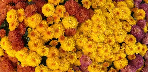 A mass of gold and brick-red chrysanthemums