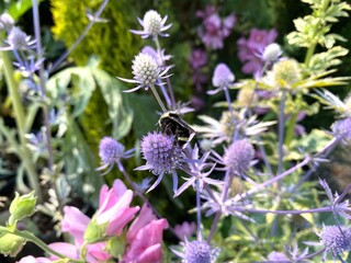 Bee on the flower of an eryngium 'Big Blue' plant (Sea Holly)