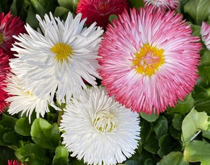 Closeup of a  group of English Daisy flowers (Bellis perennis) © mirandm