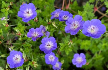 Bright purple-blue flowers of hardy geranium 'Rozanne' plant (Cranesbill)