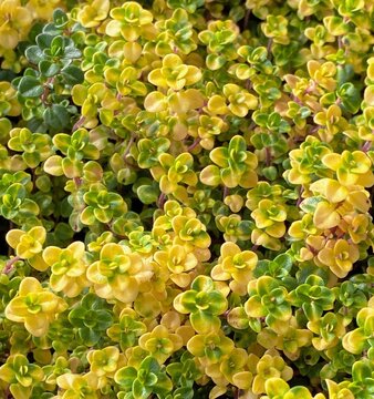 Closeup of yellow and green thyme  'Doone Valley'