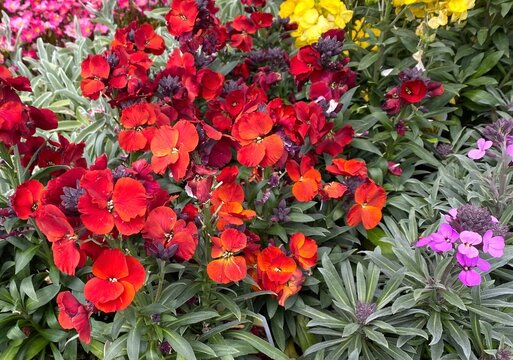 Vivid red flowers of  erysimum 'Winter Passion' wallflower