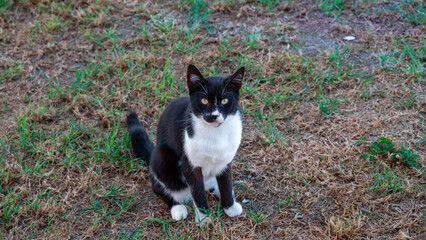 A Greek Cat, black and white in color, sits patiently on the grass, anticipating a treat.