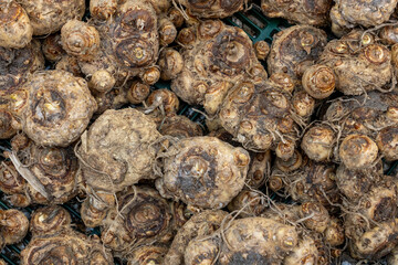 A pile of calla bulbs for planting