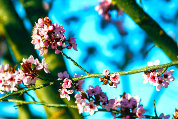 Pretty Branch of an Ornamental Landscaping Bush or Tree with Pink Spring Blooms or Flowers and Buds or Budding and Vibrant Blue Sky or Skies Behind