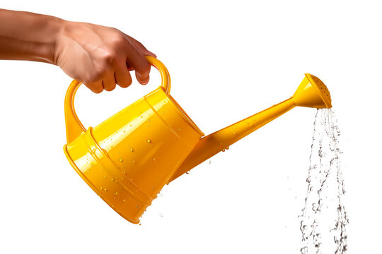 A yellow watering can in hand isolated on a white or transparent background. Water splashes and droplets pour out of the watering can. Watering plants and flowers, gardening equipment.