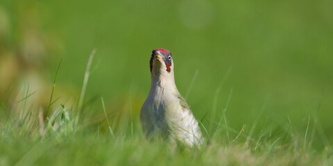 Czech bird Picus viridis aka European green woodpecker is searching for food in the grass. Dirty beak. Isolated on blurred background.