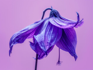 Close-up of a purple wilted flower on a violet background. Concept of aging, wilting, and natural beauty. Design for greeting card, sympathy or condolence message, and poetic backdrop with space for t