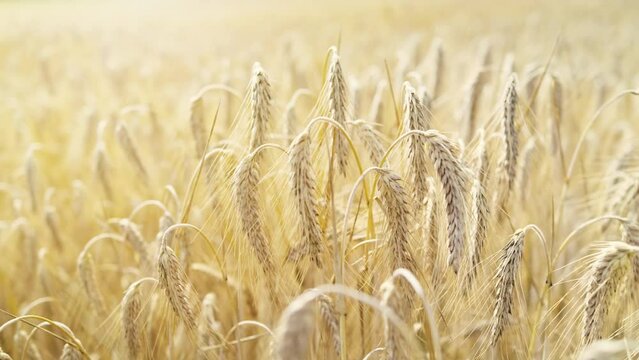 Wheat field. Agricultural field of golden ripe wheat, stock footage video 4k