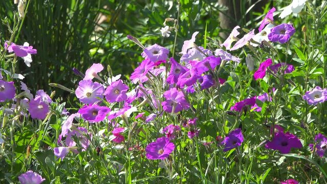 Bright garden flowers and wind on a sunny day.