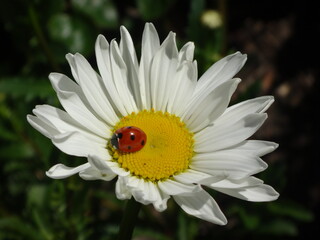 Fototapeta premium Seven-spot ladybird beetle (Coccinella septempunctata) on an ox-eye daisy flower