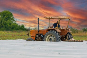 Farmer ploughing a strawberry field with a tractor. Strawberry greenhouse - obrazy, fototapety, plakaty
