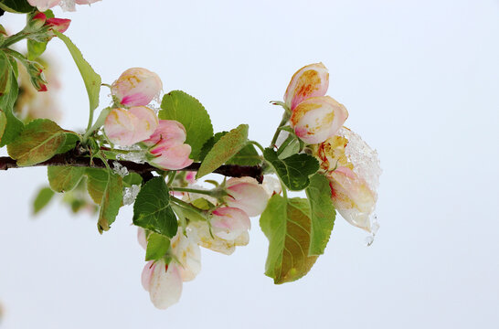 Apfelblüten mit Schneeflocken und Eiszapfen. Kaltes Wetter im Frühling lässt Obstblüten erfrieren.