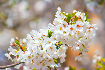 Pretty Branch with White Spring Blooms or Flowers and Buds or Budding and Lovely Hues of Peach & Blue Behind