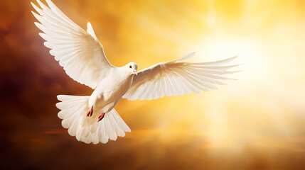 Beautiful white dove flying in the sky