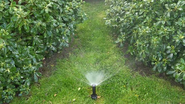 A garden sprinkler watering green lawn and bushes.