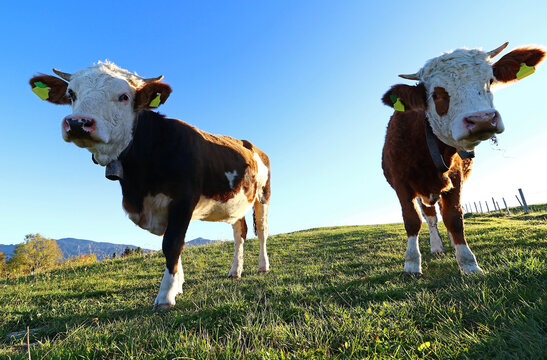 Zwei Simmentaler Kühe mit Hörnern und Kuhblocken im Gegenlicht der Sonne