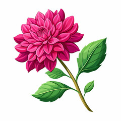 Branch of Beautiful Dahlia isolated on white background