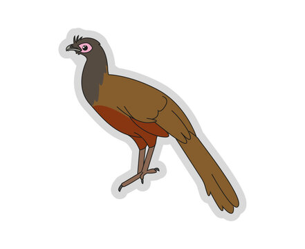 Chachalaca Ventricasta&ntilde;a