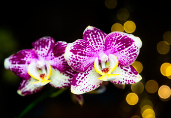 Beautiful pink purple white Phalaenopsis or Moth dendrobium Orchid flower in winter in home on black golden bokeh background. Floral nature background. Selective focus.