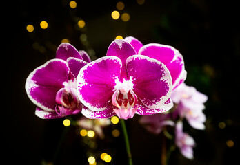 Beautiful pink purple white Phalaenopsis or Moth dendrobium Orchid flower in winter in home on...