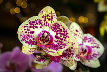 Beautiful pink purple yellow Phalaenopsis or Moth dendrobium Orchid flower in winter in home on...