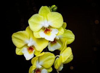 Beautiful yellow Phalaenopsis or Moth dendrobium Orchid Biglip flower in winter in home on black golden bokeh background. Floral nature background. Selective focus.