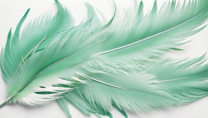 Beautiful Abstract Light Green Feathers on White Background