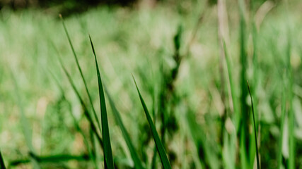 Beautiful plant with leaves