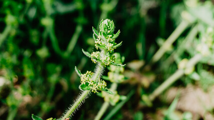 Beautiful plant with leaves