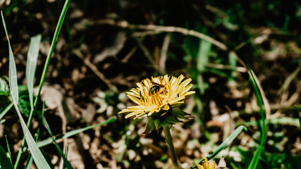 Yellow flower and bee