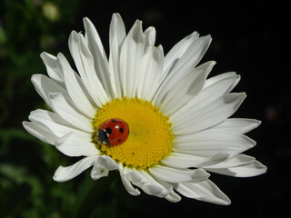 Seven-spot ladybird beetle (Coccinella septempunctata) on an ox-eye daisy flower © Distracted_by_Bugs
