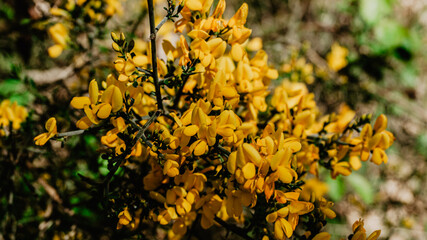 Yellow flowers