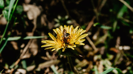 Yellow wild flower with bee