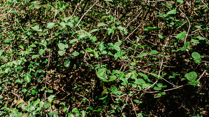 Fototapeta premium Beautiful wild leaves