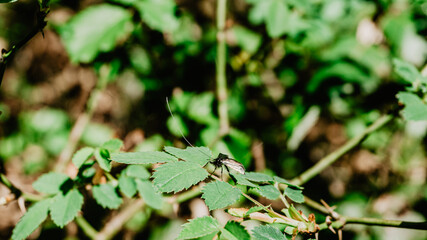 Beautiful wild plant with leaves