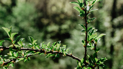 Beautiful wild plant with leaves