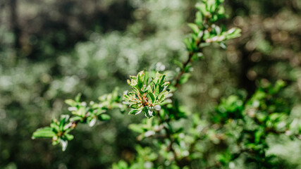 Beautiful wild plant with leaves