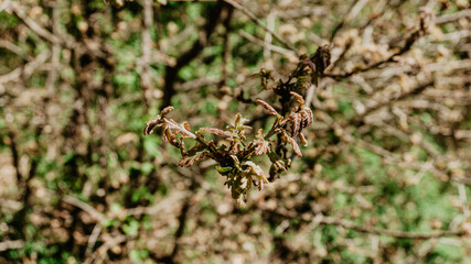 Beautiful wild plant with leaves