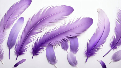 Beautiful Abstract Light Purple Feathers on White Background