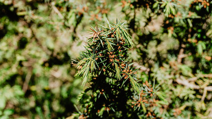 Beautiful wild plant with leaves