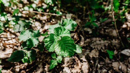 Beautiful wild plant with leaves