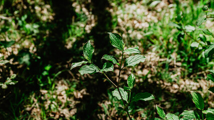 Beautiful wild plant with leaves
