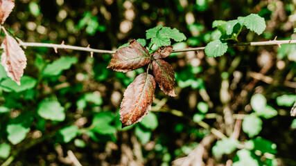 Beautiful wild orange leaves