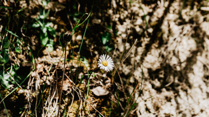 Beautiful wild white flower